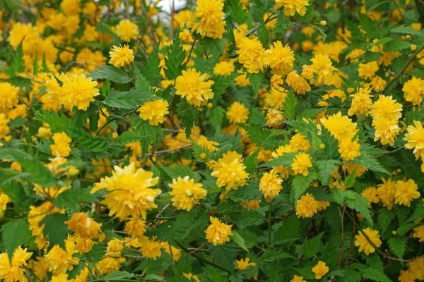 Kerria japonica “Pleniflora”