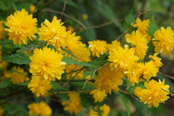 Kerria japonica “Pleniflora” - Image 2