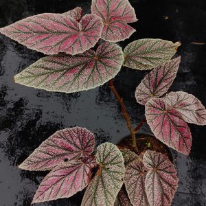 Begonia maurice amey ( single stem )