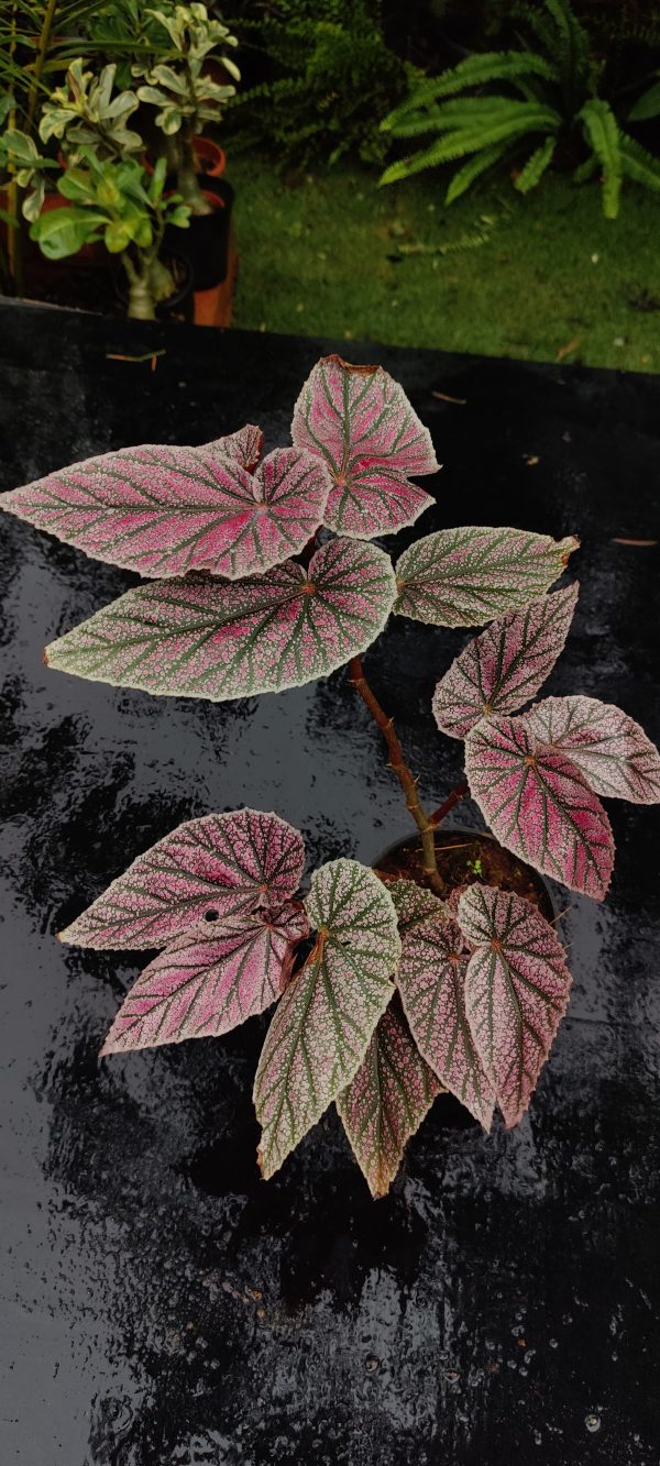 Begonia maurice amey ( single stem )