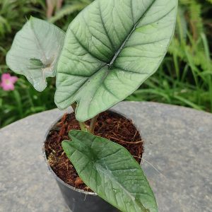Alocasia Bisma 'Platinum'