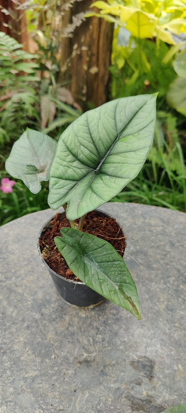 Alocasia Bisma 'Platinum'