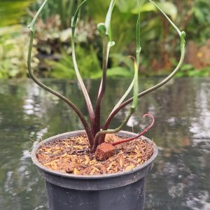 Alocasia 'Flying Squid'