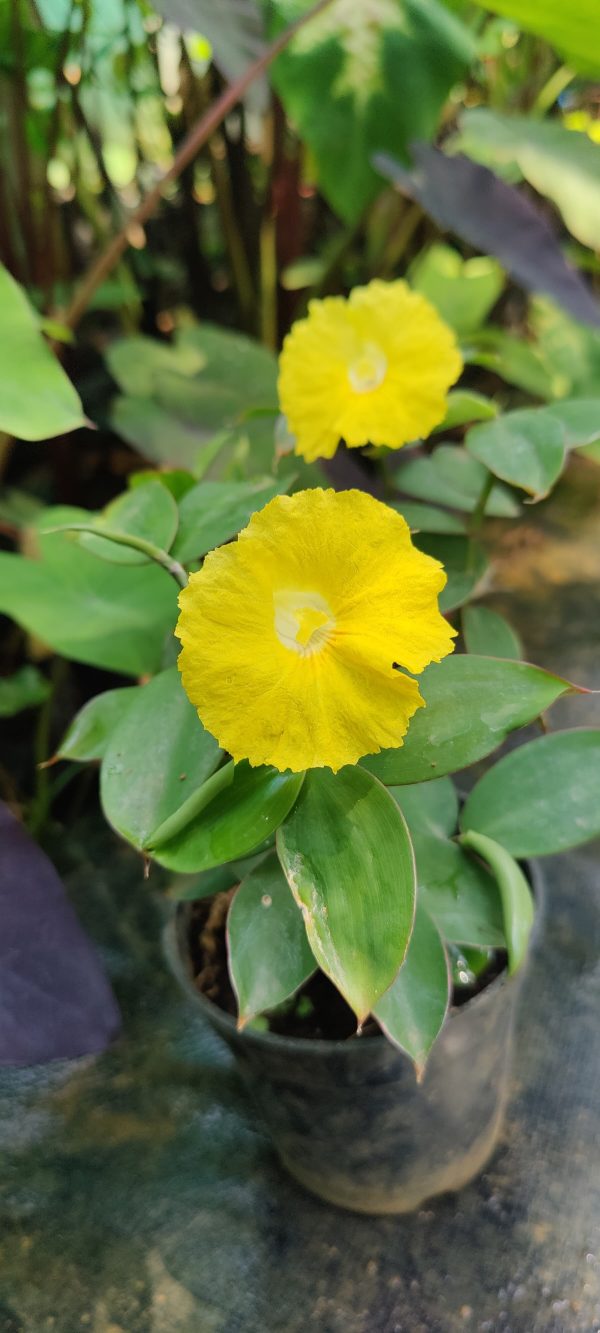 Monocostus uniflorus - Image 2