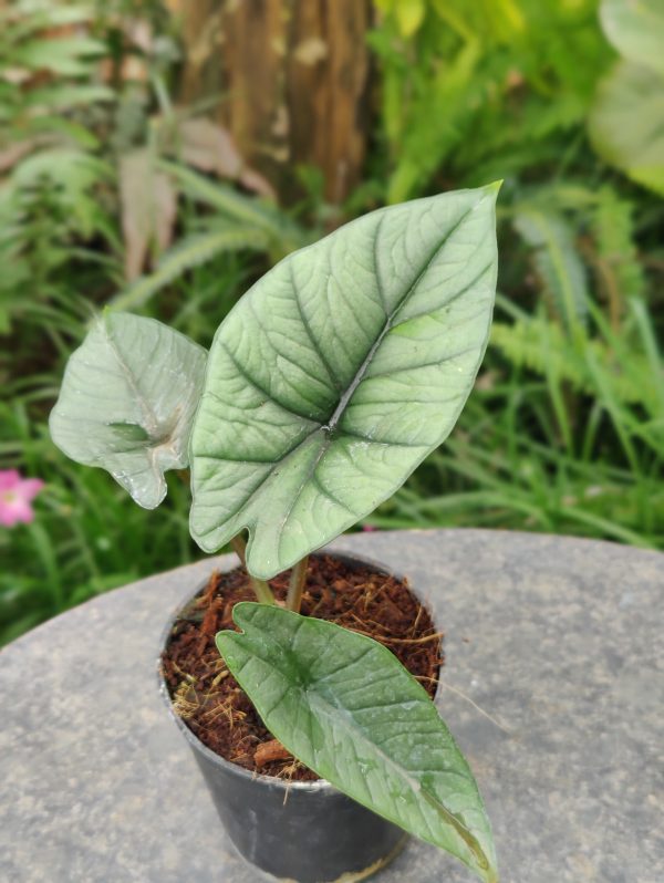 Alocasia Bisma 'Platinum' - Image 2
