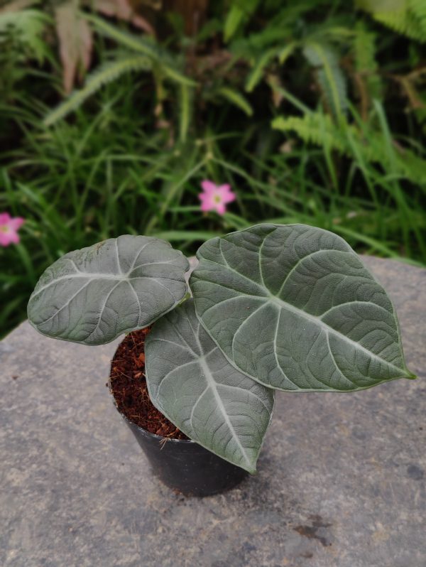 Alocasia ‘Maharani’ - Image 2