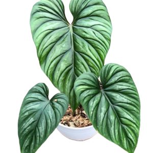 Philodendron Plowmanii black face