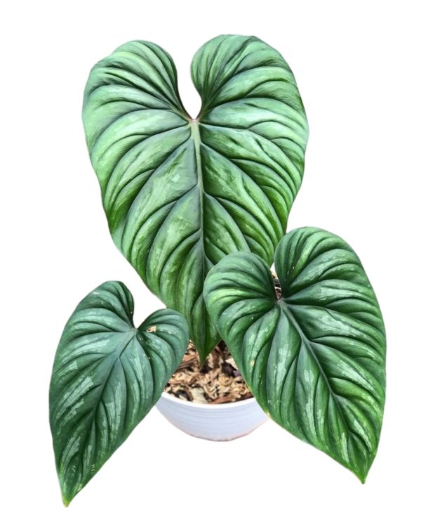 Philodendron Plowmanii black face