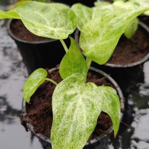 Alocasia cucullata mint variegated