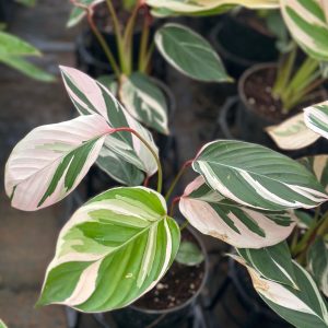 Calathea 'Princess Dalya' Variegated