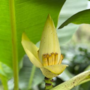 Musa Ornata Saim Yellow