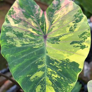 Colocasia Diamond Zicron