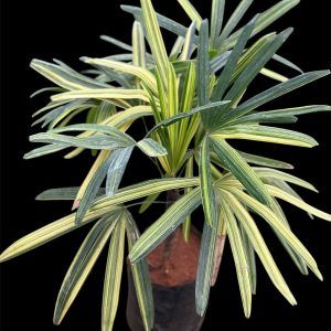 Rhapis Palm (Variegated)