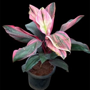 Cordyline Fruticosa "Bolero"