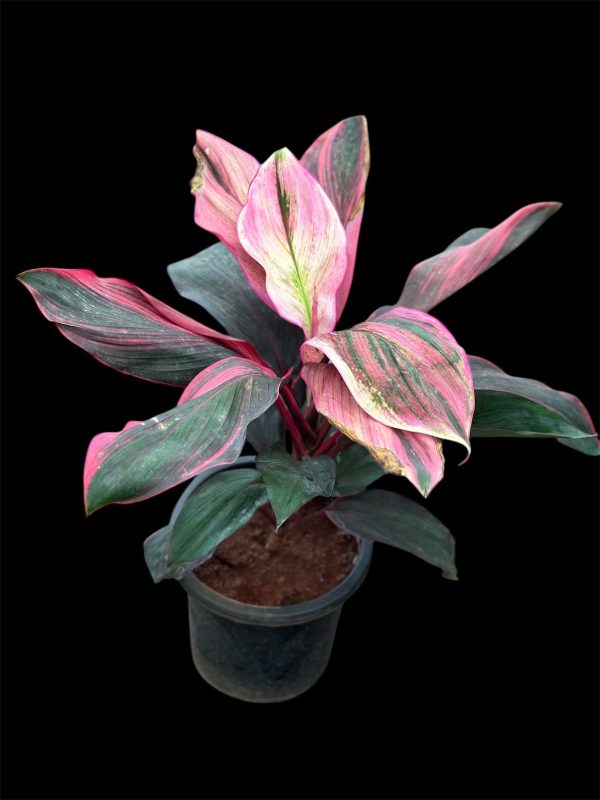 Cordyline Fruticosa "Bolero"