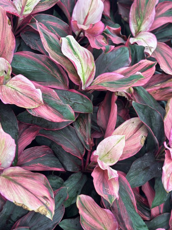 Cordyline Fruticosa "Bolero" - Image 2