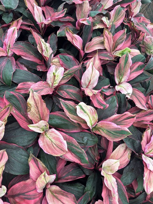 Cordyline Fruticosa "Bolero" - Image 3
