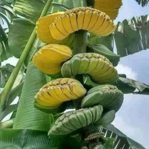 Praying hands banana plant ( Musa)