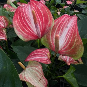 Anthurium 'Livium'