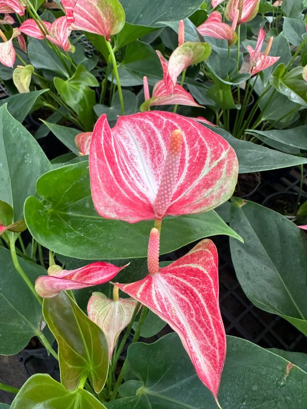 Anthurium 'Livium' - Image 3