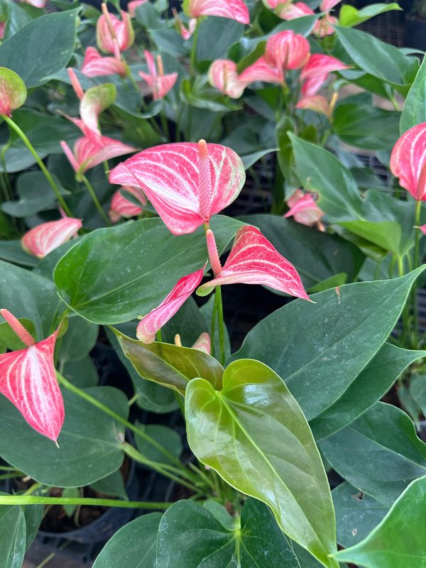 Anthurium 'Livium' - Image 2
