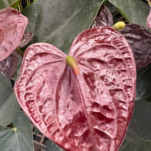 Anthurium 'Black Love'