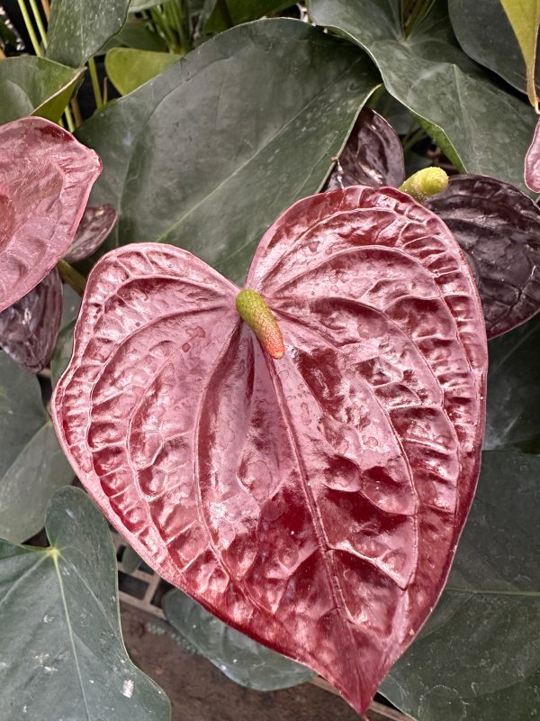 Anthurium 'Black Love'