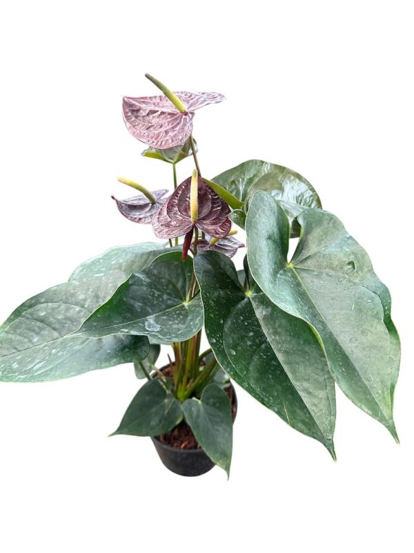 Anthurium 'Black Love' - Image 2