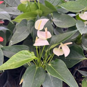 Anthurium 'White Winner'