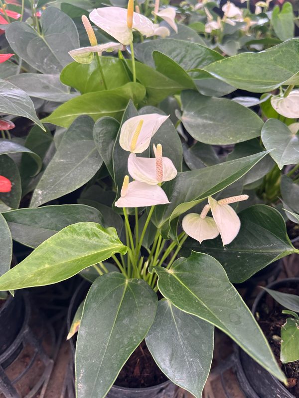 Anthurium 'White Winner'