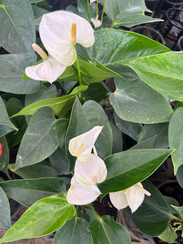 Anthurium 'White Winner' - Image 2