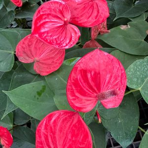 Anthurium 'Red Success'