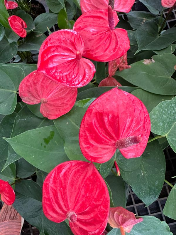 Anthurium 'Red Success'