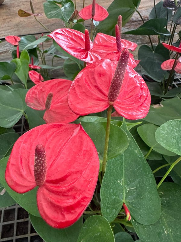 Anthurium 'Red Success' - Image 2