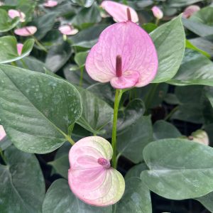 Anthurium 'Rapido Purple'