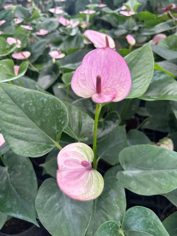 Anthurium 'Rapido Purple'