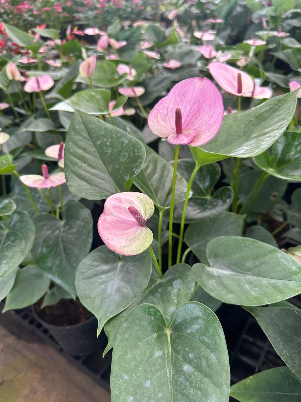 Anthurium 'Rapido Purple' - Image 2