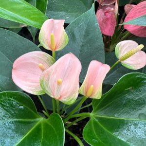Anthurium 'Exotic Pink'