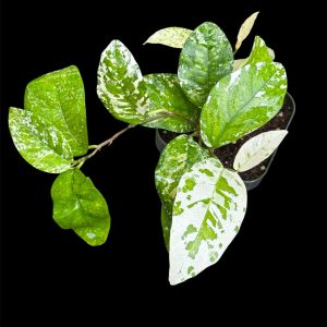 Ficus sp. 'Variegated Snow Type'