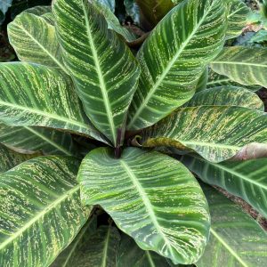 Calathea Golden Lines