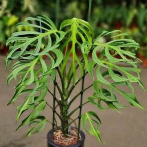 Monstera 'Burle Marx Flame' ( small )