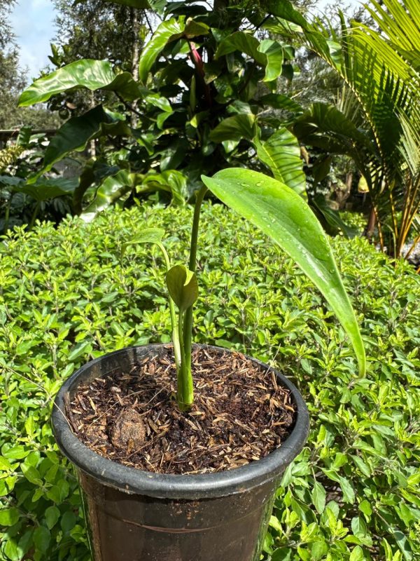 Monstera 'Burle Marx Flame' ( small ) - Image 2