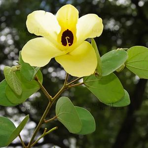 Yellow Bauhinia Tomentosa