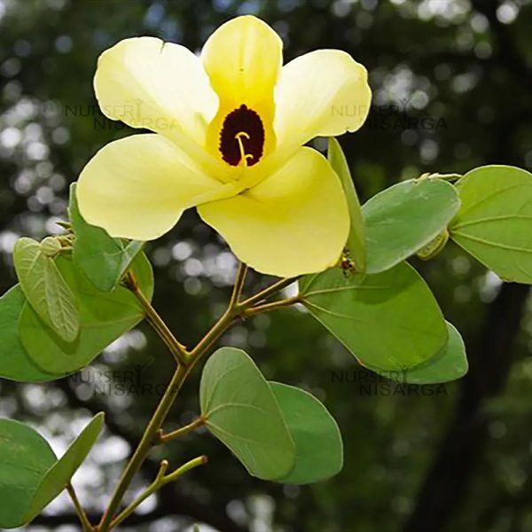Yellow Bauhinia Tomentosa