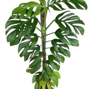 Monstera Pinnatipartita (Mature form)