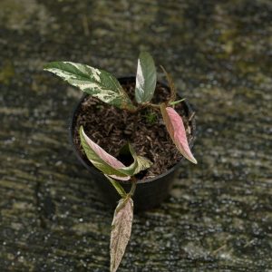 Ficus Sagittatta 'Variegated Pink'