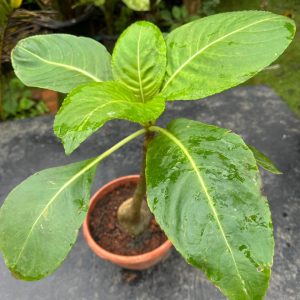 Impatiens mirabilis