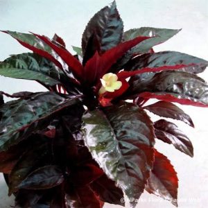 Nautilocalyx lynchii