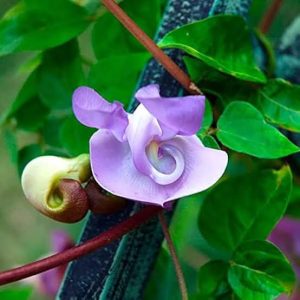 Ganesha Vine