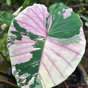 Colocasia ‘First Pink
